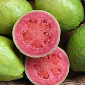 애플 구아바 씨앗 10립 / 열대 과일 나무 / 종자 희귀씨앗