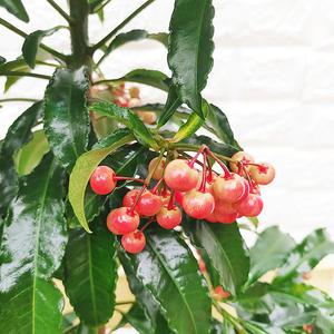 [하늘꽃농원] 만냥금 부와 재물을 상징하는 백량금