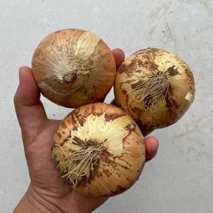 국내산 햇 양파 10kg(특/요리용)