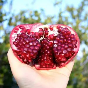 팬시 생 석류 대과 4-5개 2kg 내외