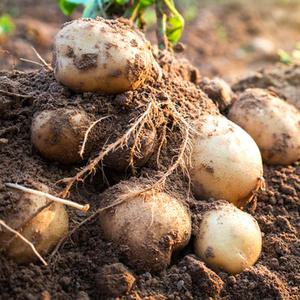 수미감자5kg 왕특대형 국내산 강원도 두백 맛있는 큰 햇감자 하우스 재배 특품 업소용