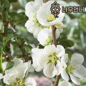 나무언니 명자나무 묘목 백장수매 5치화분 개화주