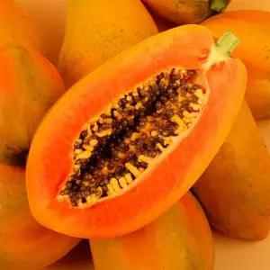 파파야1kg 스위탄의 풍미 85%익음 국내재배성공