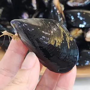 국산 다듬이 홍합 5kg