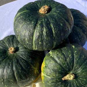 단호박 채소 야채 못난이 5kg 못난이 채소 뉴질랜드단호박