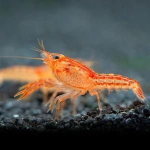 나나아쿠아 열대어 미니 오렌지 가재 1마리