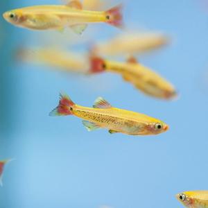 티아쿠아 열대어 골든 백운산 5마리 관상어