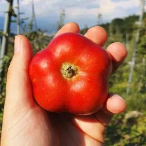 영주 별사과 고당도 꿀 미니사과 가정용 정품 1kg