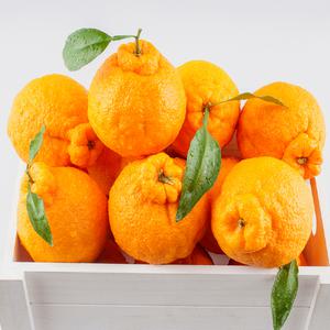 제주 한라봉 10kg 중소과