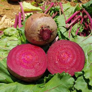 유기농 레드비트 국내산 제주 햇 비트 산지직송