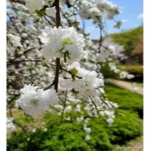 향수묘목농원 만첩도화꽃 백도화2년생 분묘