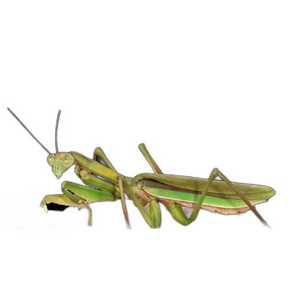 악마꽃사마귀 생물대도감 피규어 가챠 반다이 악마꽃