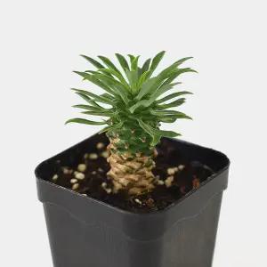 마이플랜트 괴마옥 소형 다육이 미니다육 파인애플 선인장 플랜테리어