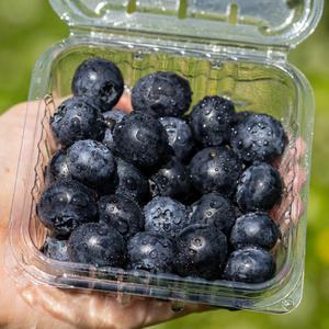 [무농약][대한민국농수산] 고당도 국산 냉동 블루베리 (특/특대)