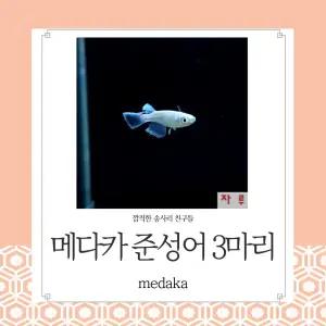 마리아쥬 메다카 준성어 3마리 일본송사리 고급 관상어 수반 생먹이자루
