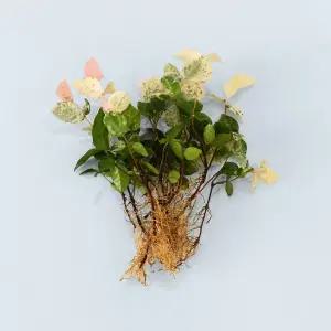 초설 마삭줄 세척 모종 소형 수경재배 식물 키우기쉬운 인테리어 실내공기정화 식물