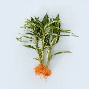 산데리아나 빅토리아 세척 모종 소형 수경재배 식물 키우기쉬운 인테리어 실내공기정화 식물