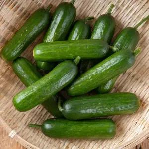 국내산 간편 아삭 미니오이 스낵오이 500g+500g (총1kg 1박스)