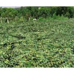 위장막 차양막 군 사막 특대형 사냥 타프어닝 10m 디지털위장망