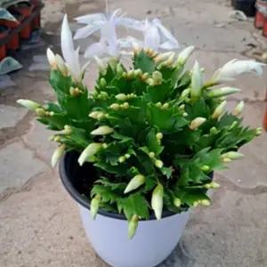 개발 선인장 봄게발 레드 중품 다육 식물 화분 식물 선인장