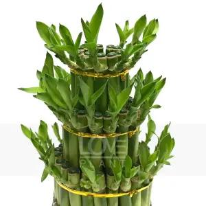 개운죽3단 원통 개운죽 키우기 수경재배 실내 공기정화 식물 인테리어 소품