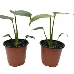 실내 화초 몬스테라 1+1 소품 22cm/작은/식물/거실/교실/카페/인테리어/사무실/교무실/집에서/키우는/실내