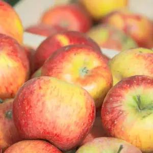 [딜픽]이웃마을 청송 부사 사과 가정용 대과 5kg내외 12-16과