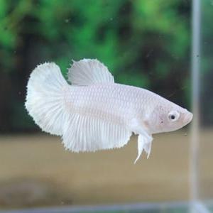 [행운수족관]열대어, 플래티넘 하프문베타 [암컷]