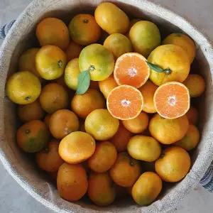 제주 감귤 10kg 조생귤 2L 대과