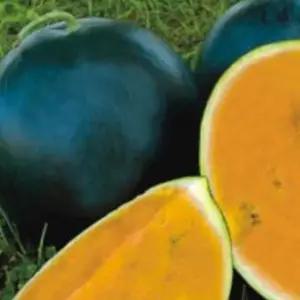 미니수박씨앗 미니형 수박종자 품종 흑피노랑수박씨앗 (WFJ7CSK)