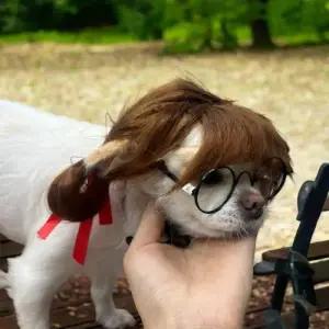 프린세스 양갈래 강아지 가발 WFISS7B