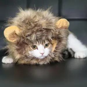 반려묘 반려견 애완 패션 사자 모자 W0BD371