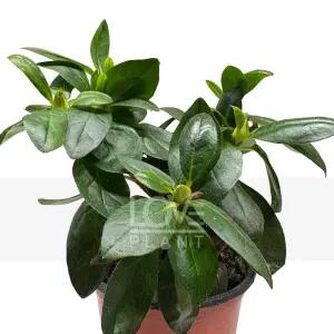 네팔만병초 진달래과 히말라야철쭉 꽃색랜덤 야생화 고산식물 식물키우기