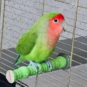 앵무새 횟대 발톱 부리갈이 앵무새용품 랜덤 소 앵무새횟대 앵무새용품