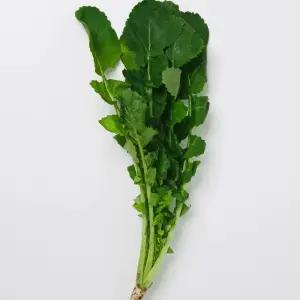 백씨네 농산물 국내산 열무 4kg