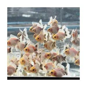 [에이투비]먹눈 로즈테일 오란다 / 5-6cm / 1마리