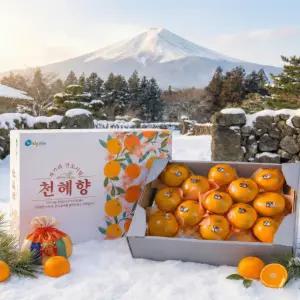 {새해 빅행사} 제주 천혜향 명품3~5kg 대과8~12 고당도100%보장