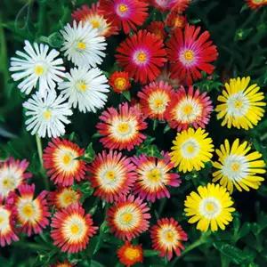 (꽃씨)송엽국-데저트쥬엘믹스, 10립 꽃 야생화 희귀종자(HM)