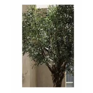 올리브나무 인조 모형 장식 매장 실내 2m 카페 높이