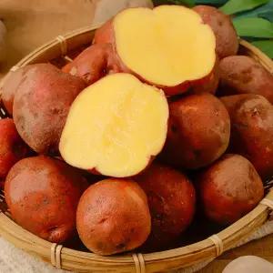 국내산 포슬포슬 달콤한 카스테라 홍감자 3kg(소)