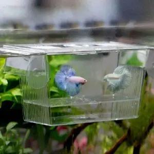 [셀러에이드]수족관 인큐베이터 물고기 부화장 격리상자