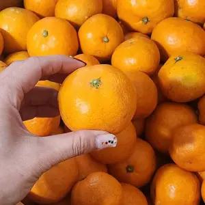 제주 발송 효돈 타이벡 하우스 감귤 귤 10KG 로얄과 (S-M)