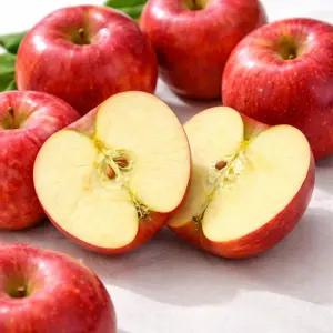 경북 청송 밀양 얼음골 고랭지 고당도 햇 부사 사과 10KG