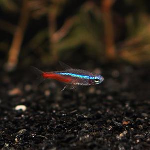 네온 테트라 [50마리]