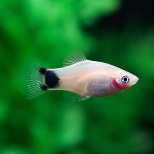 화이트 미키마우스 플래티 [5마리] 난태생 열대어 관상어 마리아쿠아