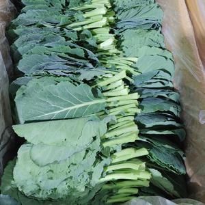 당일수확 쌈용 케일 2kg 쌈채소 샐러드채소 케일김치