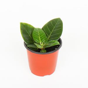 갑조네 뱅갈고무나무(소품)