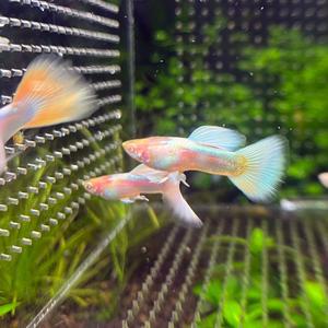 티아쿠아 열대어 알비노 파스텔 구피 (색상랜덤) 한쌍 관상어