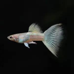 옐로우 핑크 구피 1쌍 [암1,수1] 고정구피 애완 열대어 물고기 관상어 키우기 마리아쿠아