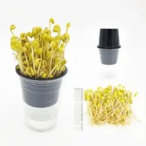 [더원사이언스] 우리집 콩나물기르기 재배키트 (1인용 포장)/콩나물 키우기/과학교구